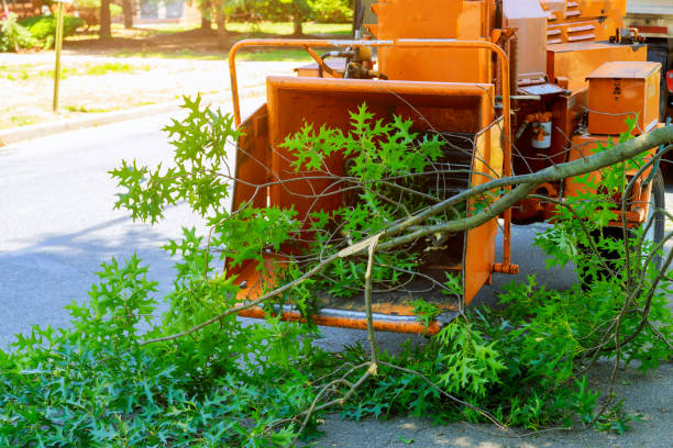 Postville, IA Tree Services Company