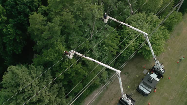 How Our Tree Care Process Works  in  Postville, IA